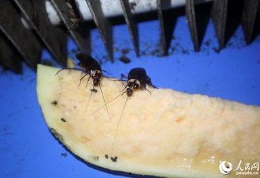 娱乐吃瓜酱蟑螂咬人,蟑螂咬人事件背后的惊人真相  第2张