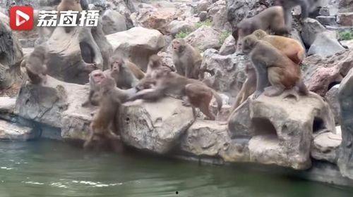 石狮网红吃瓜事件视频,揭秘网络争议背后的真相  第2张