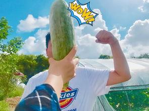 网红吃瓜姿势,揭秘网络红人的“瓜界”风采  第3张