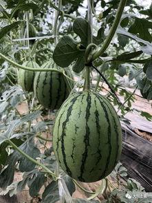 藏族网红吃瓜是谁,揭秘网络红人的崛起与影响力  第2张