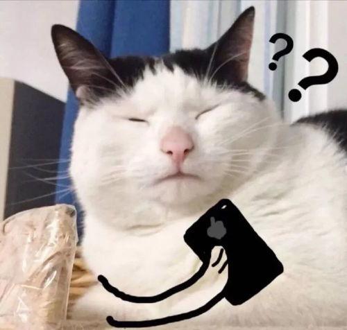 网红倦倦猫吃瓜,揭秘娱乐圈幕后真相  第2张