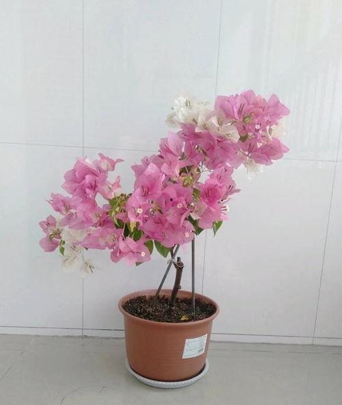 娱乐吃瓜酱三角梅,吃瓜酱视角下的娱乐圈三角关系揭秘  第2张