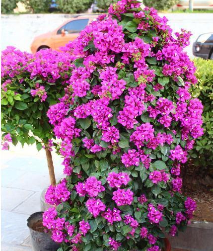 娱乐吃瓜酱三角梅,吃瓜酱视角下的娱乐圈三角关系揭秘  第3张