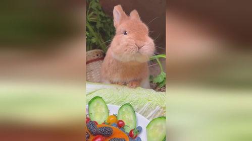 娱乐吃瓜小兔子视频,揭秘热门视频背后的故事 第3张 娱乐吃瓜小兔子视频,揭秘热门视频背后的故事 第3张