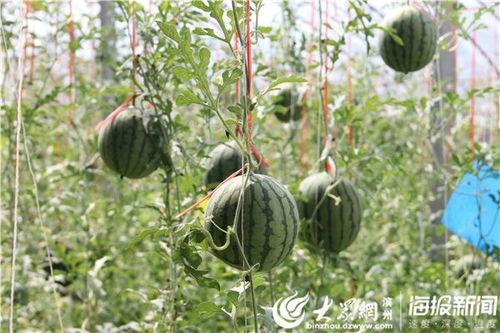 吃瓜爆料专用楼2