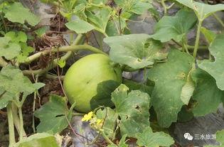 雪梨娱乐吃瓜 第2张 雪梨娱乐吃瓜 第2张